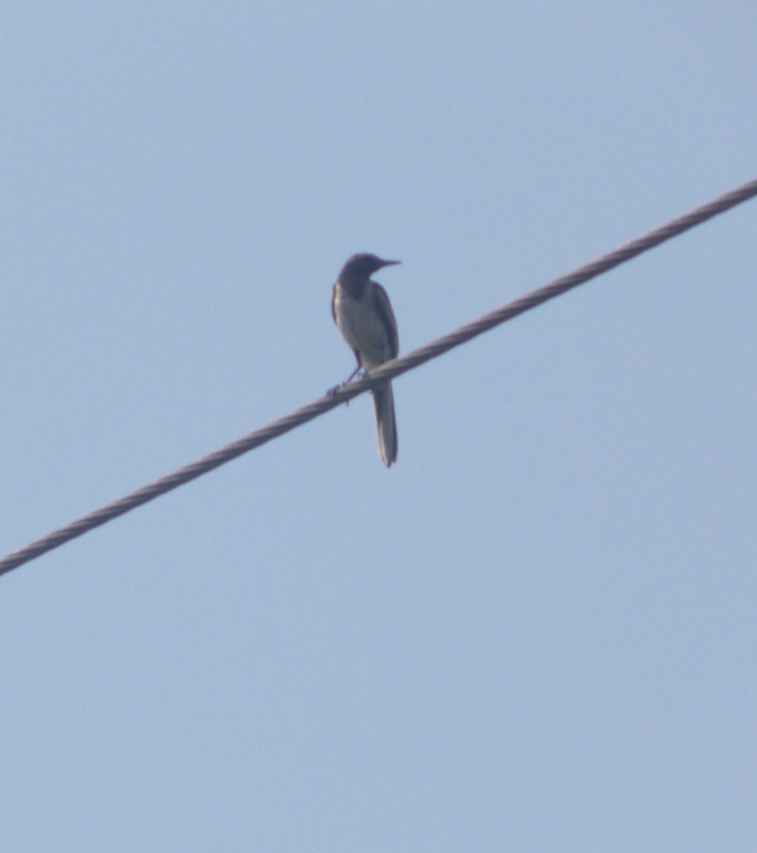 White-browed Wagtail - ML637820465