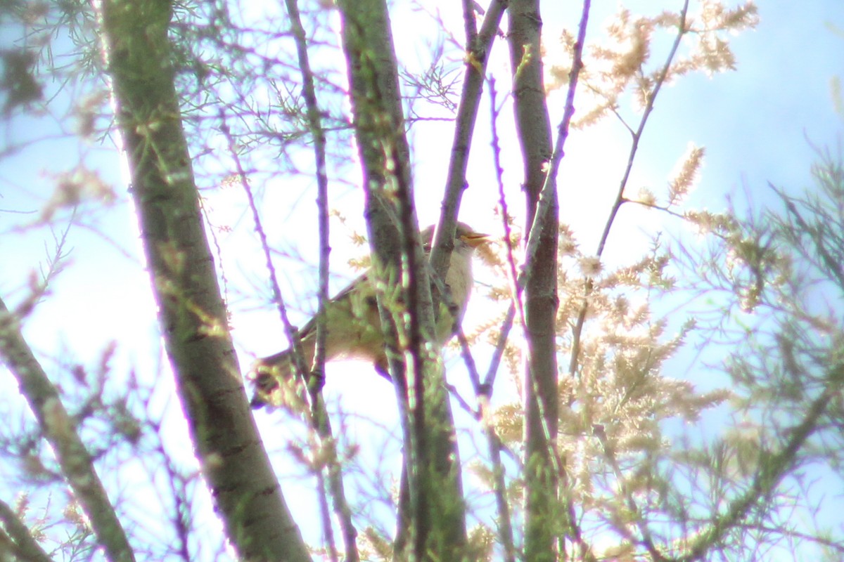 Eurasian Penduline-Tit - ML637820467
