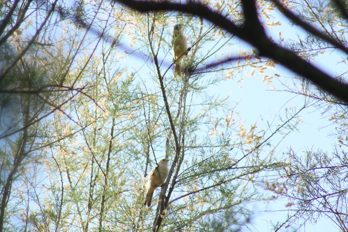 Eurasian Penduline-Tit - ML637820468