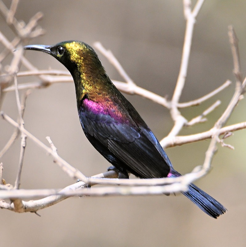 Copper Sunbird - ML637820493