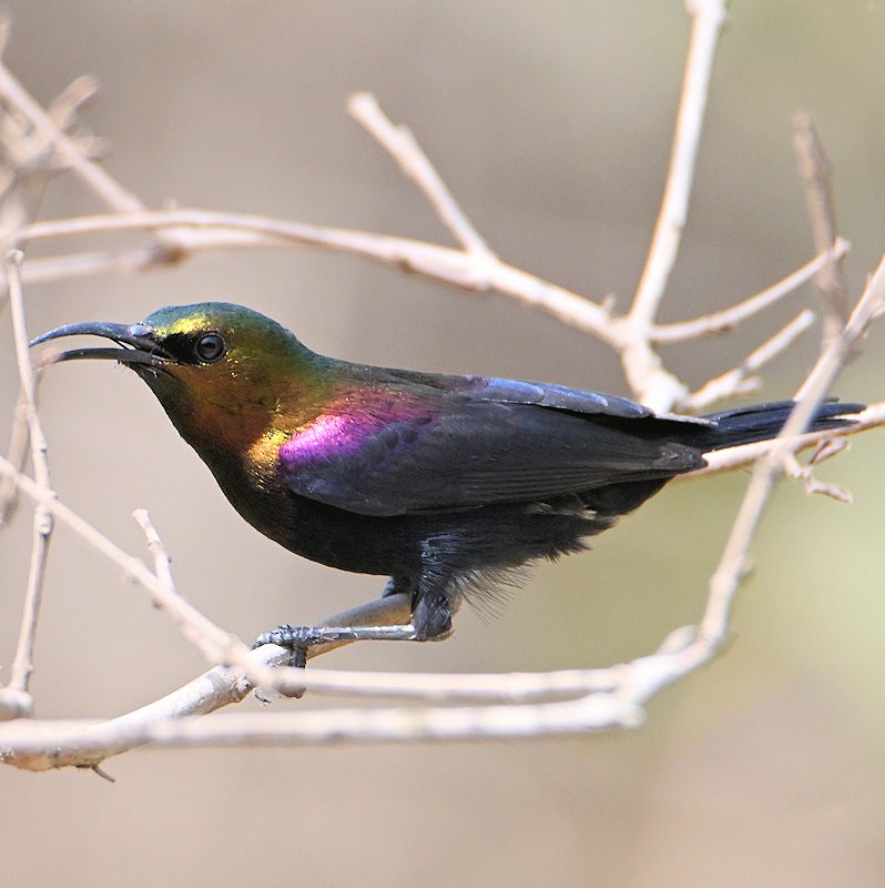 Copper Sunbird - ML637820494