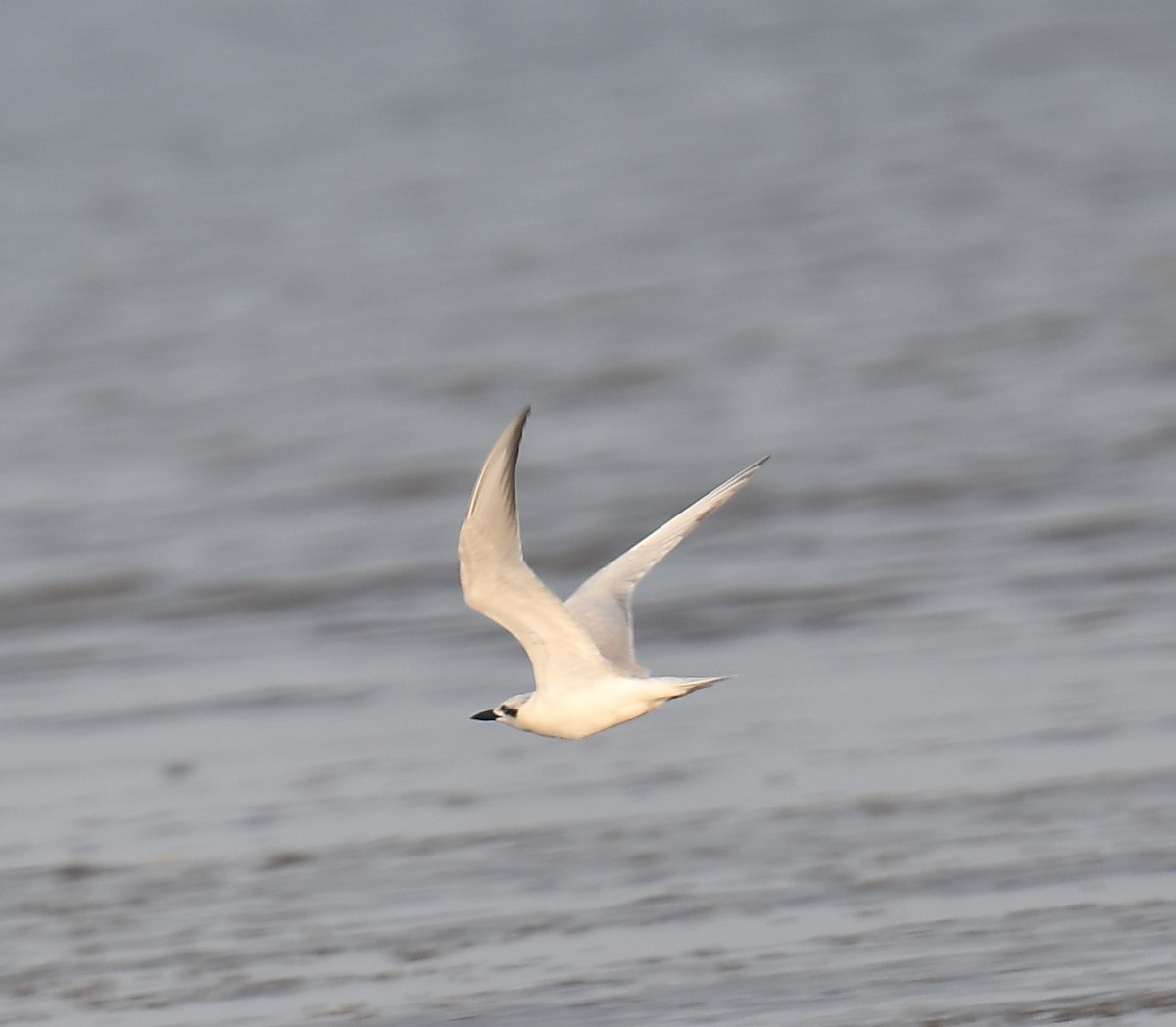 Gull-billed Tern - ML637820495