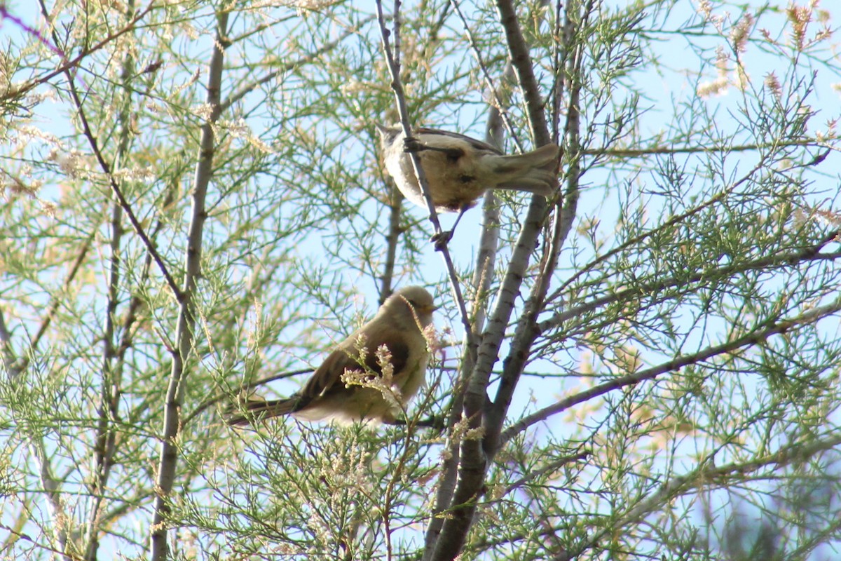 Eurasian Penduline-Tit - ML637820496