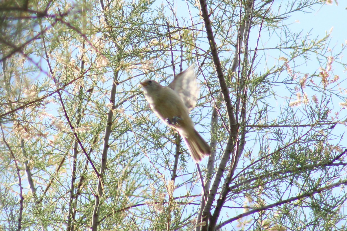 Eurasian Penduline-Tit - ML637820497