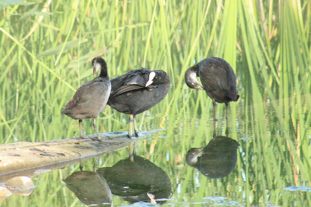 Eurasian Coot - ML637820499