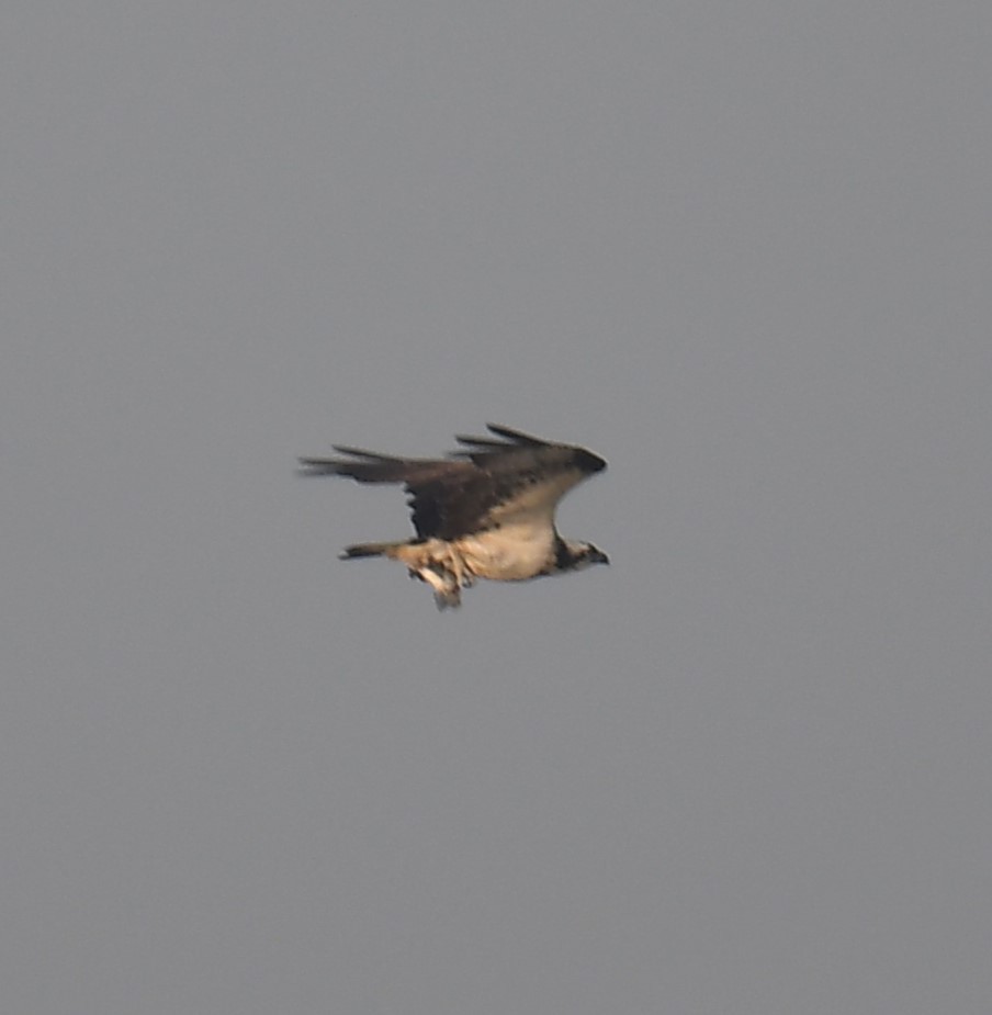 Falco pescatore - ML637820525