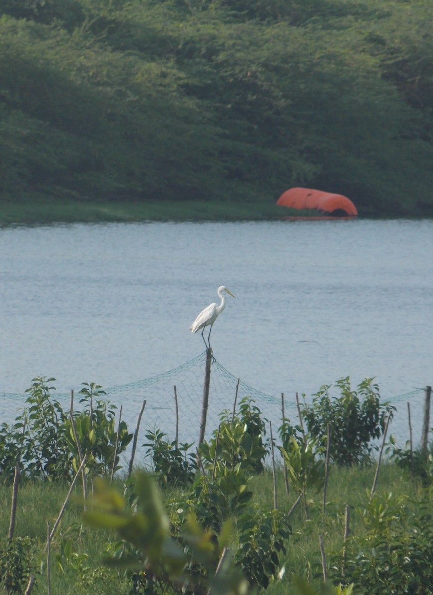 Great Egret - ML637820537