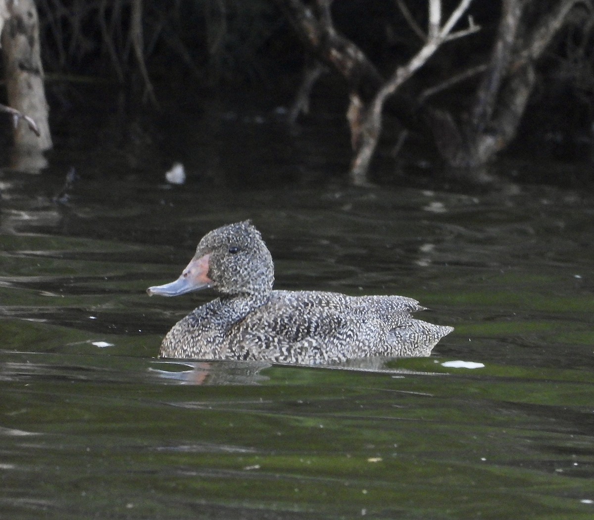 Pato Pecoso - ML637820540