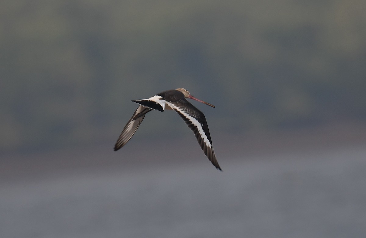 Pittima reale - ML637820554