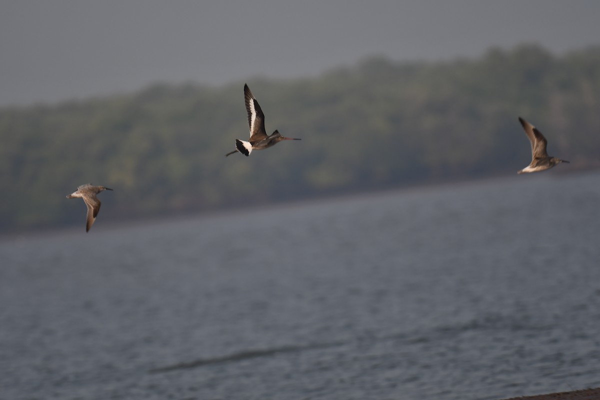 Pittima reale - ML637820563