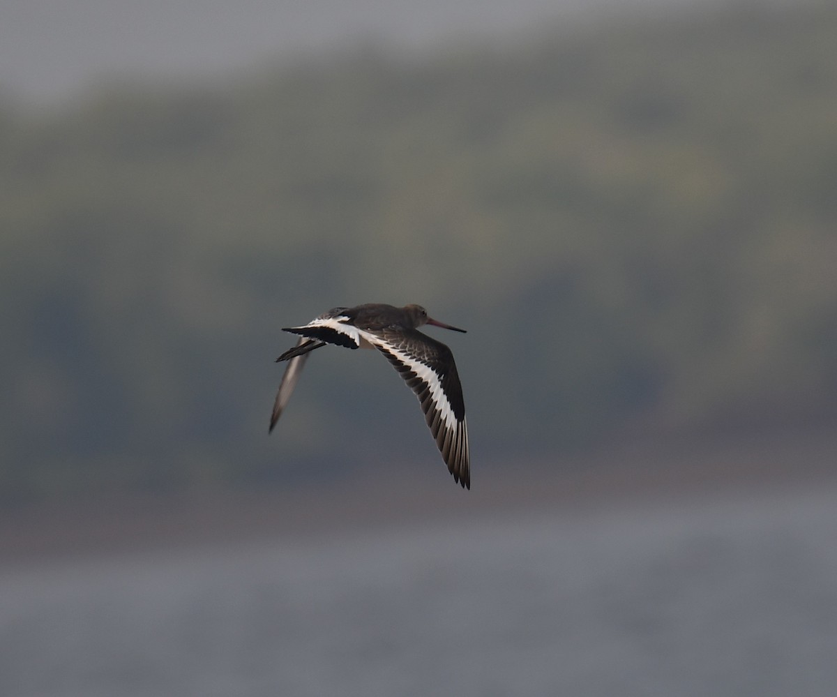 Pittima reale - ML637820564