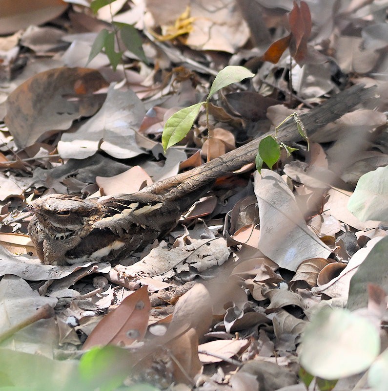Long-tailed Nightjar - ML637820569