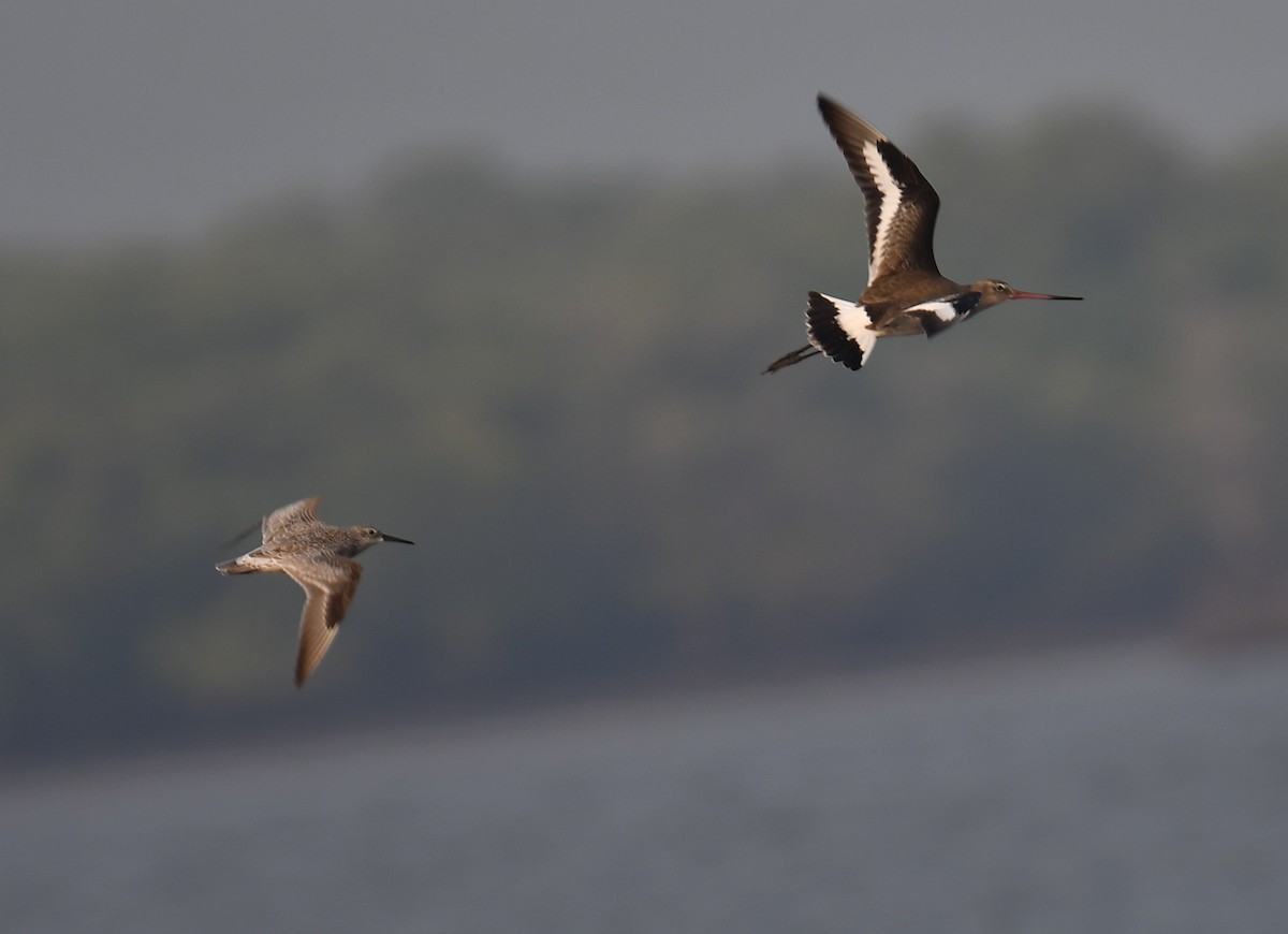 Pittima reale - ML637820572