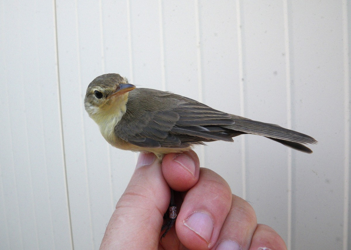 Melodious Warbler - ML637820582