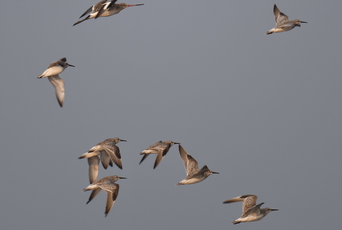 Great Knot - ML637820588