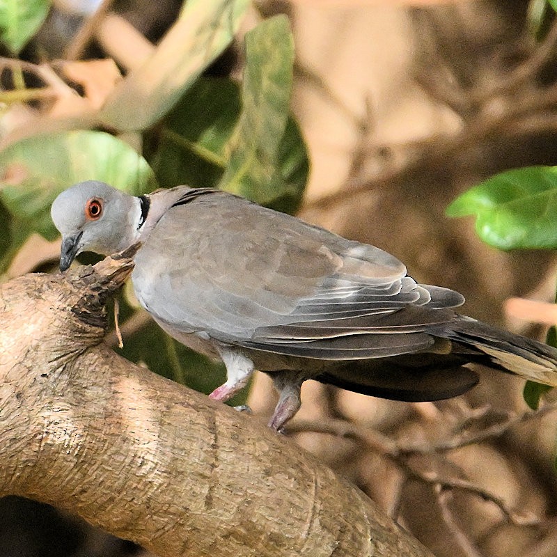 Mourning Collared-Dove - ML637820589