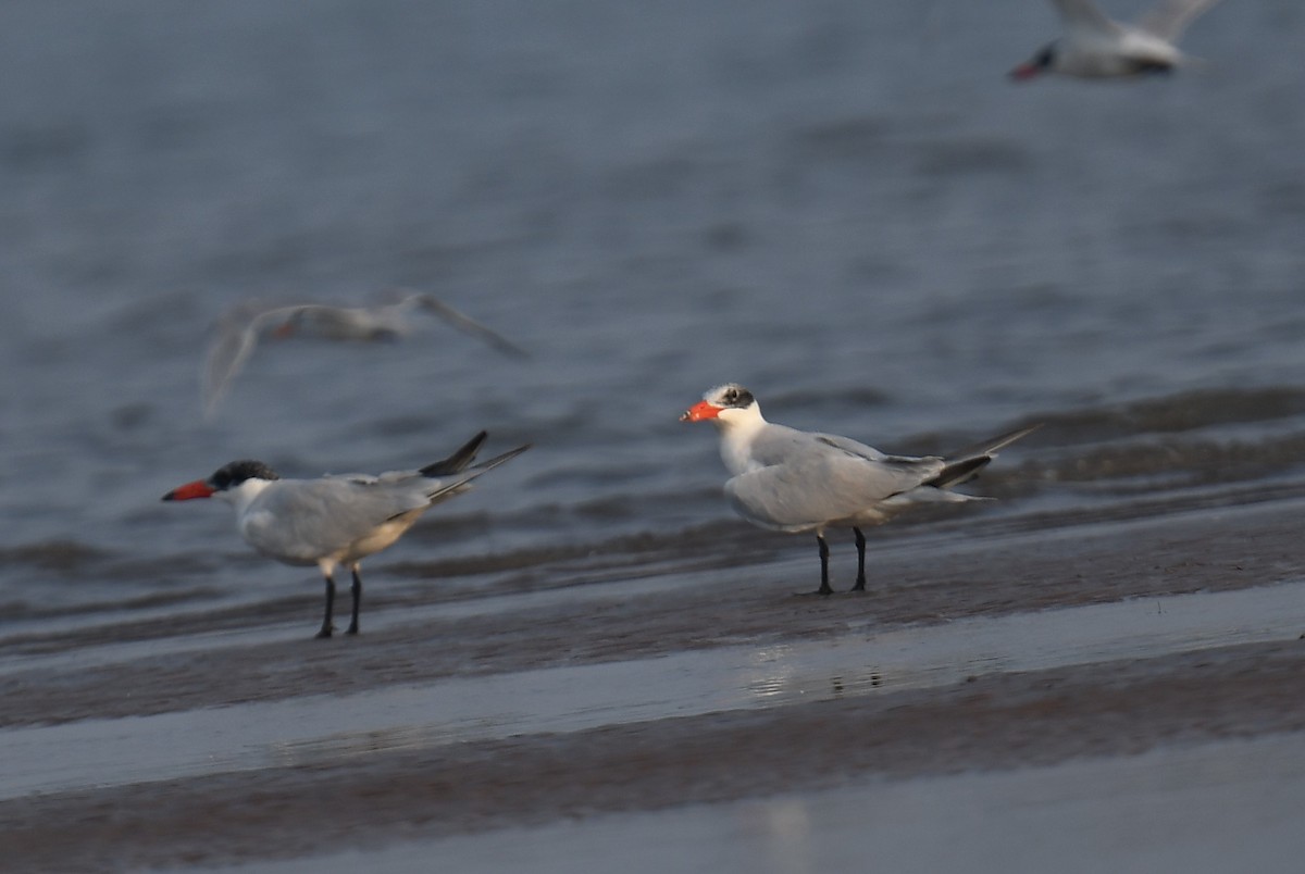 Sterna maggiore - ML637820618