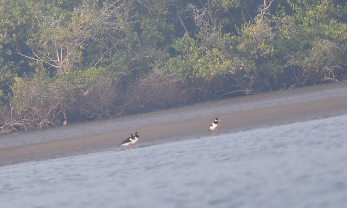 Beccaccia di mare - ML637820631