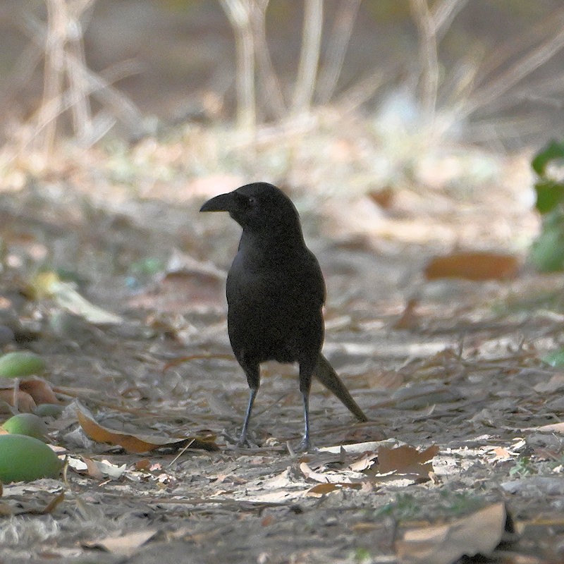straka ostroocasá - ML637820633