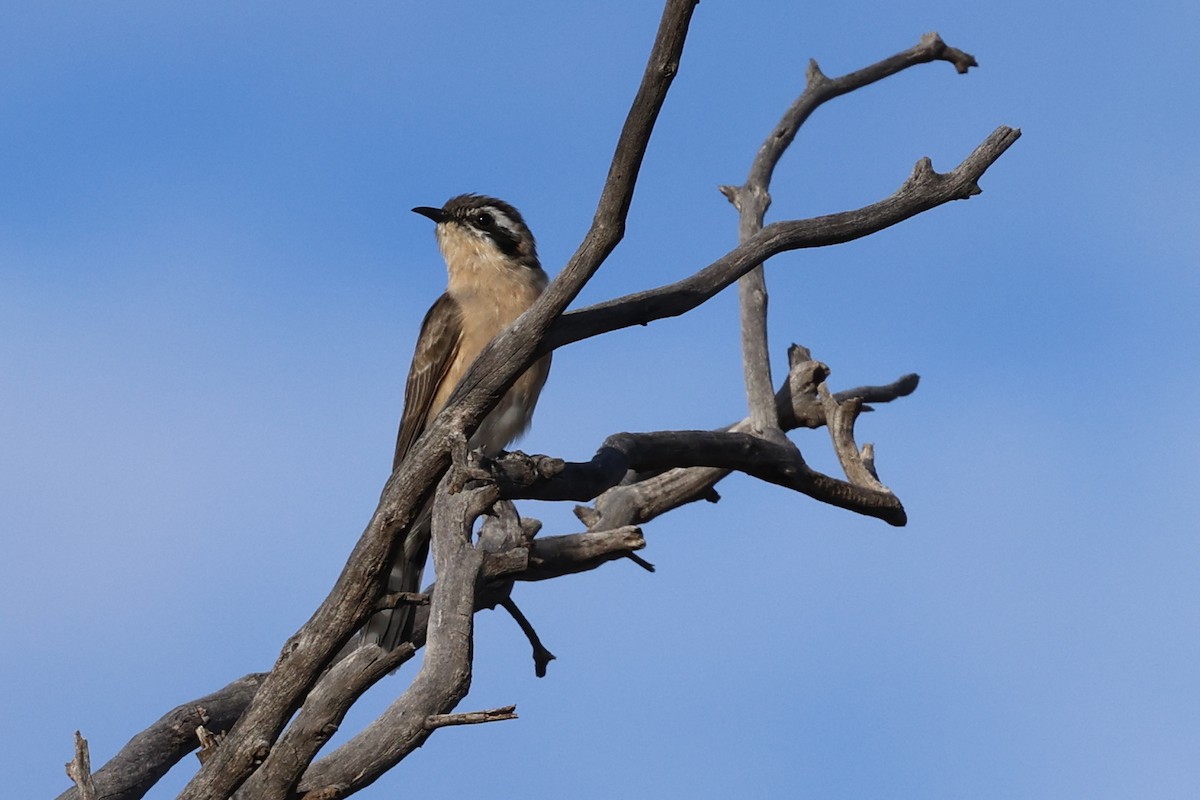 Black-eared Cuckoo - ML637820677