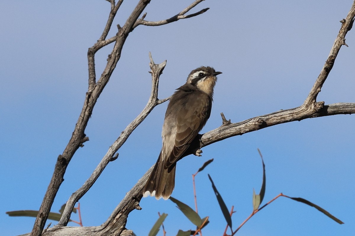 Black-eared Cuckoo - ML637820678