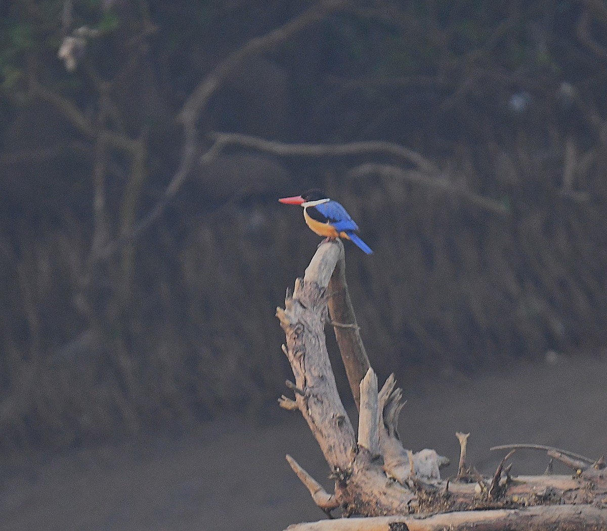 Black-capped Kingfisher - ML637820679