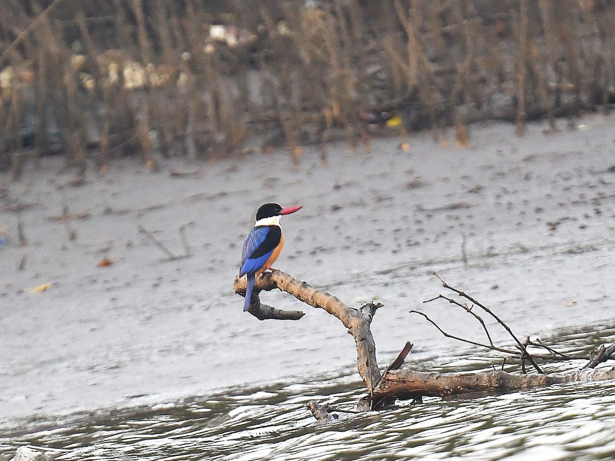 Black-capped Kingfisher - ML637820687