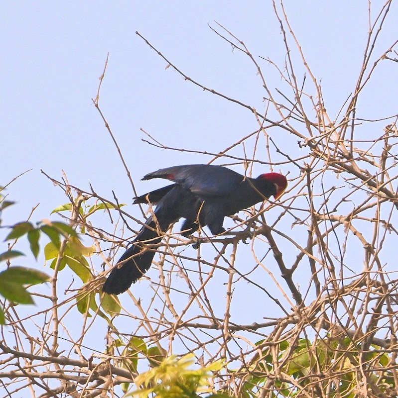 Violet Turaco - ML637820702
