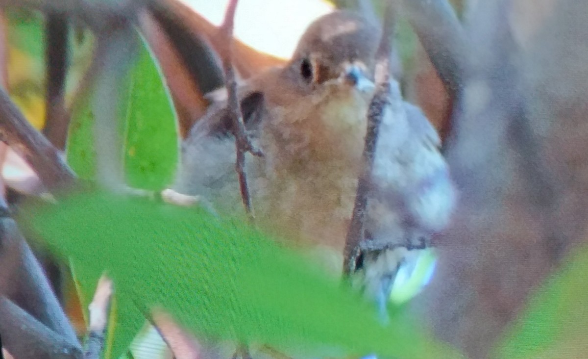 Thrush Nightingale - ML637820703