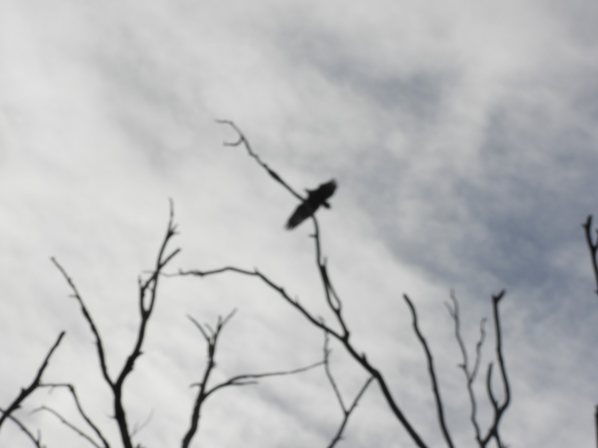 Azor/Gavilán sp.  (Accipiter sp.) - ML637820723