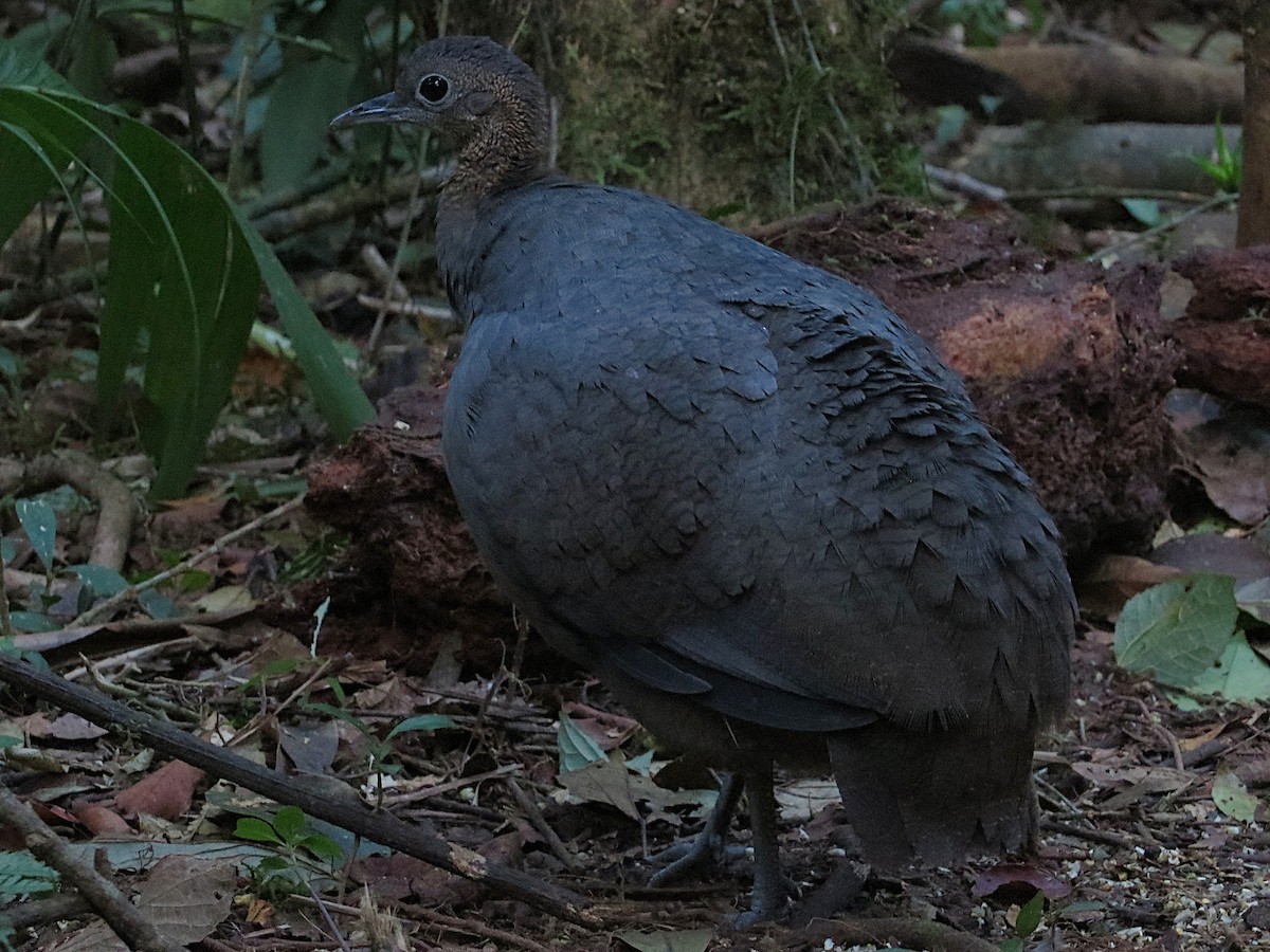 Solitary Tinamou - ML637820737