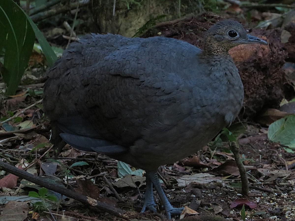 Solitary Tinamou - ML637820738