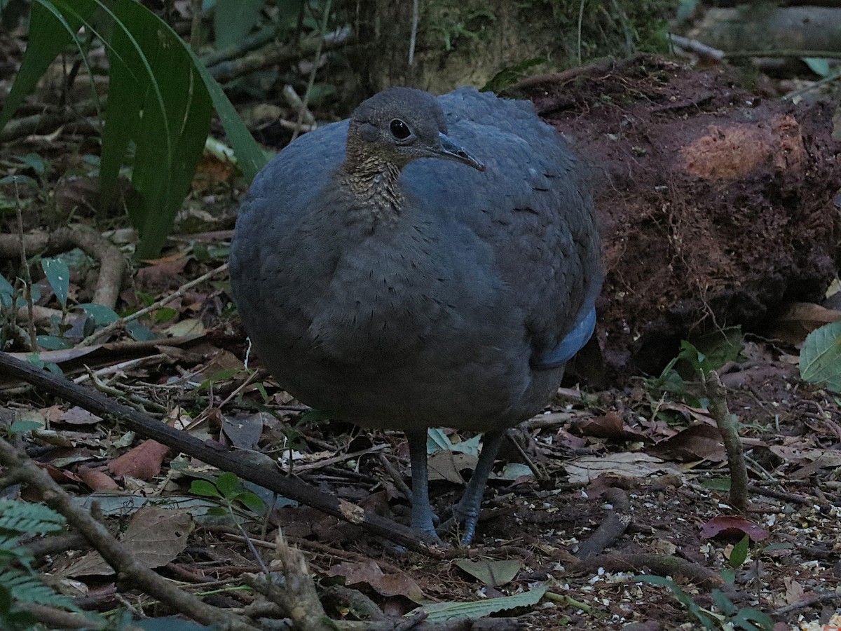 Solitary Tinamou - ML637820739