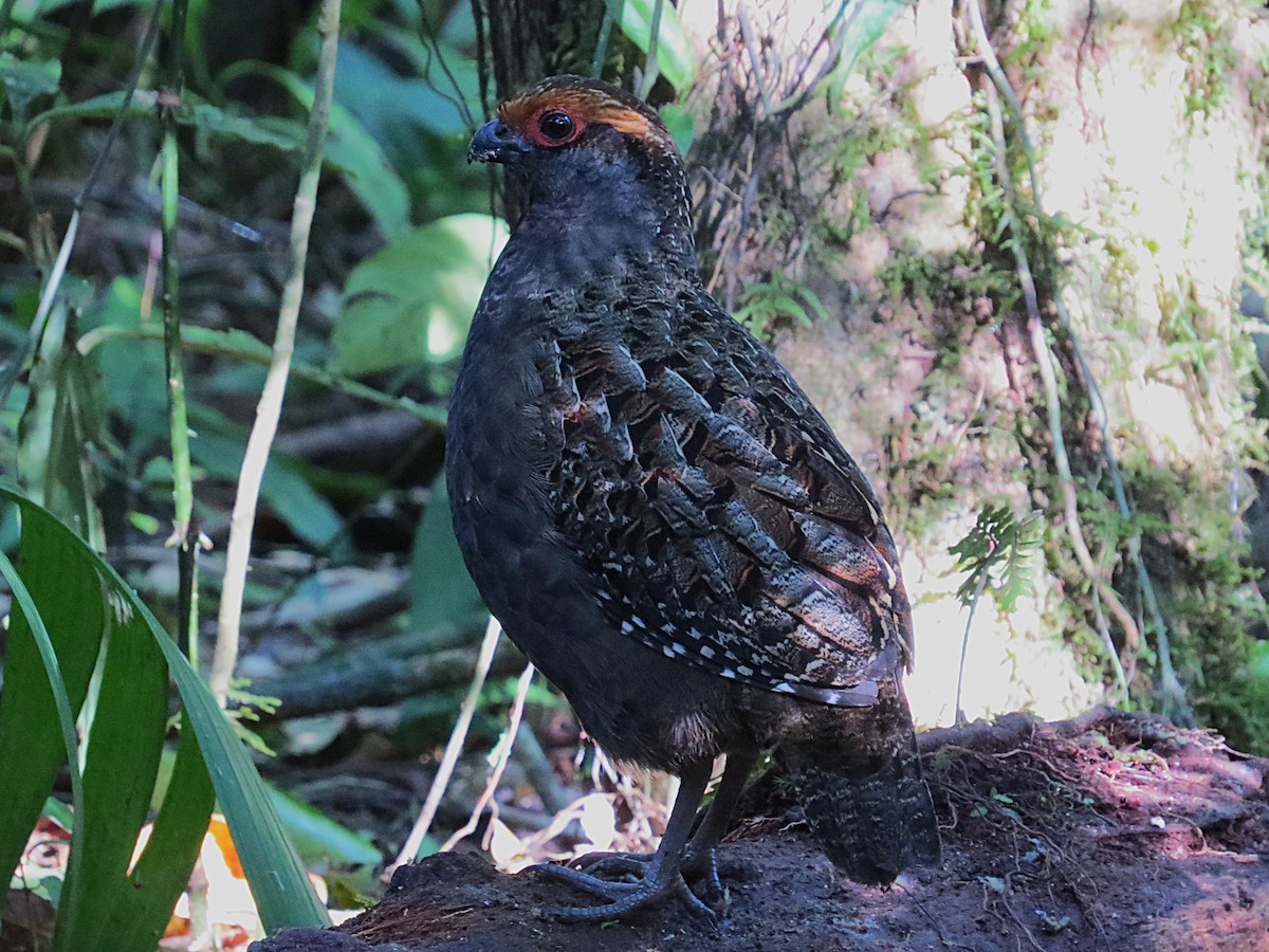 Spot-winged Wood-Quail - ML637820745