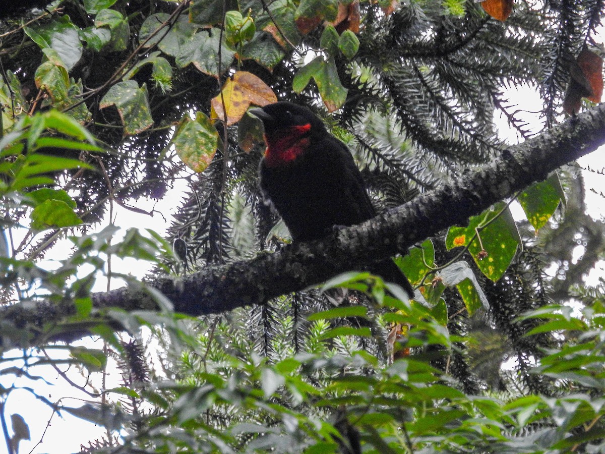 Red-ruffed Fruitcrow - ML637820846