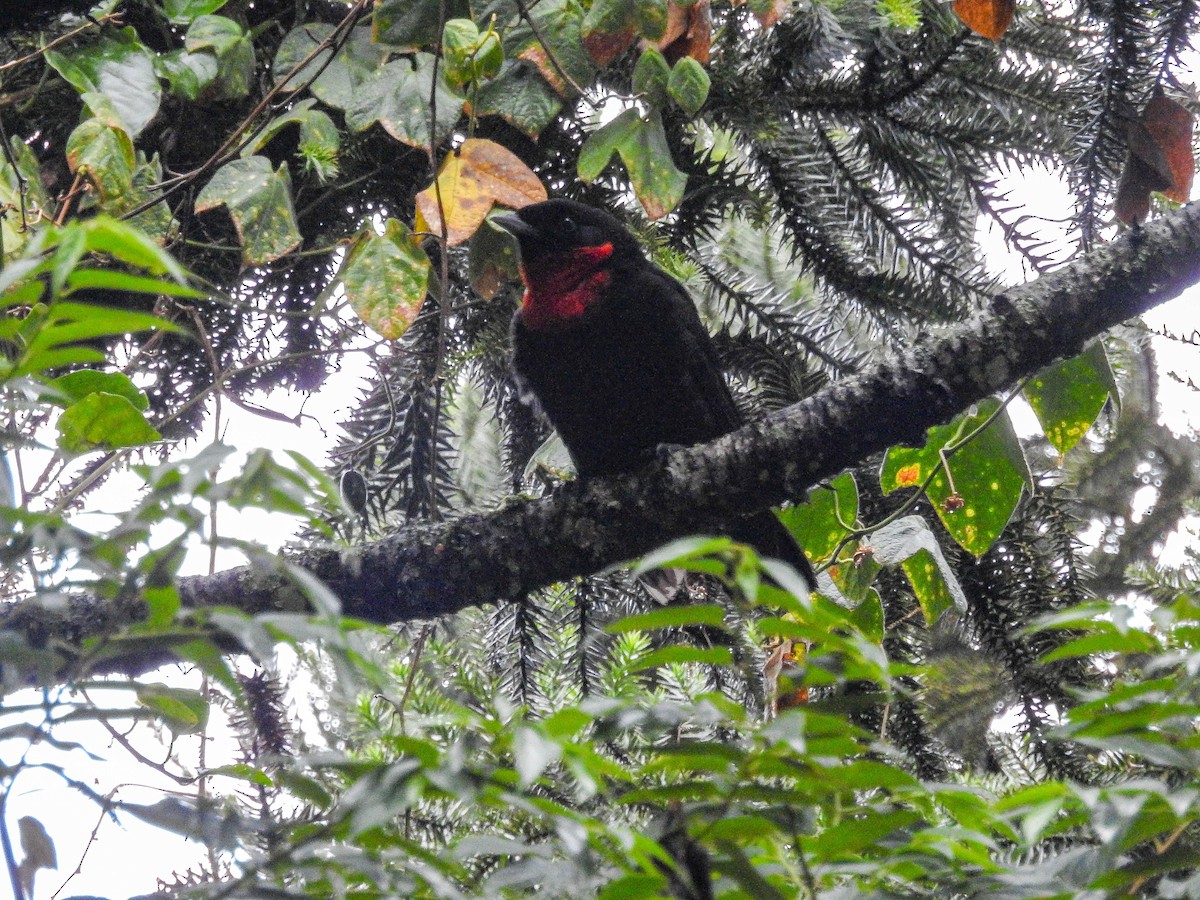 Red-ruffed Fruitcrow - ML637820847