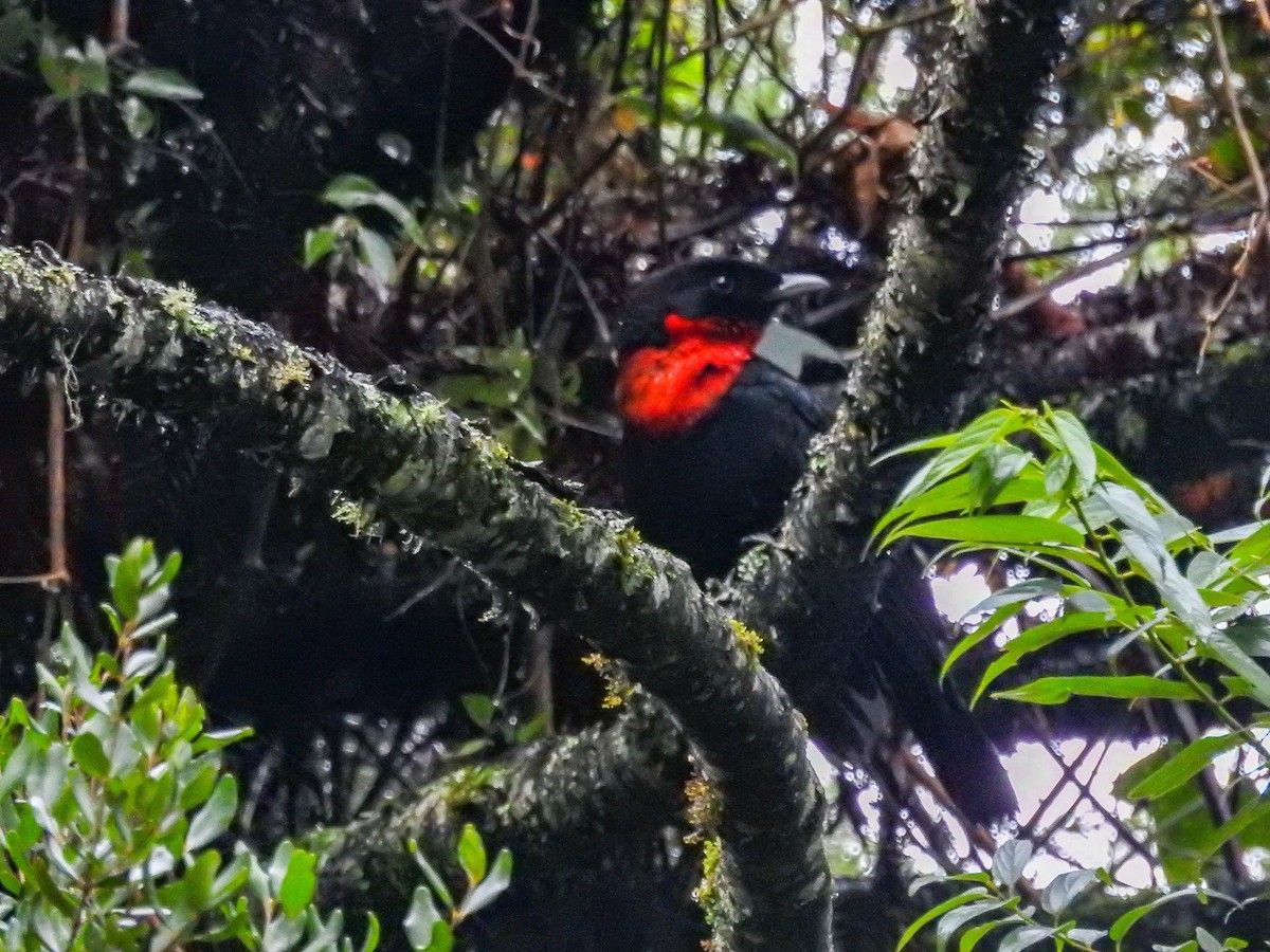 Red-ruffed Fruitcrow - ML637820848