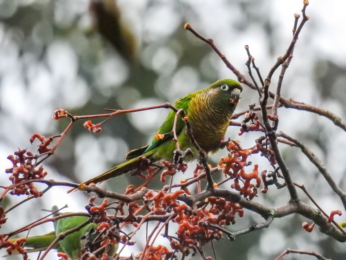 Maroon-bellied Parakeet - ML637820888
