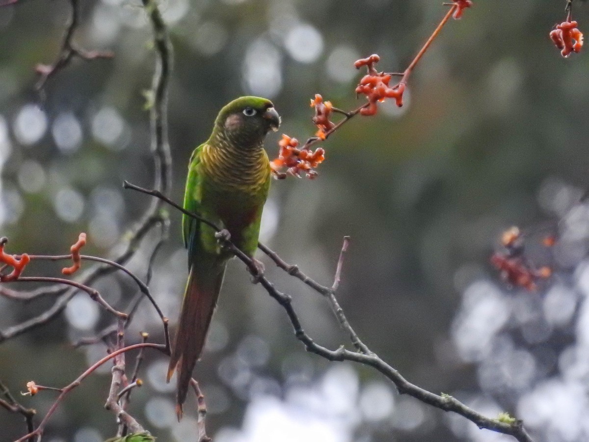 Maroon-bellied Parakeet - ML637820889