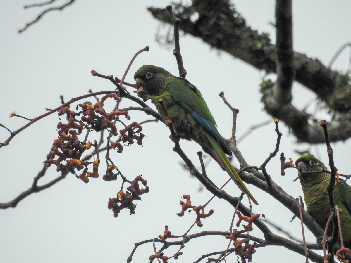 Maroon-bellied Parakeet - ML637820890