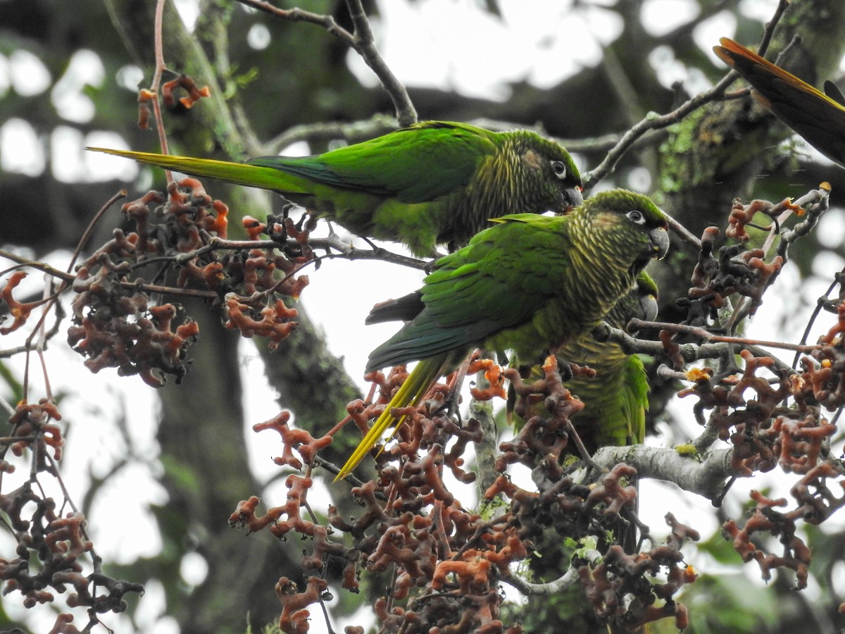 Maroon-bellied Parakeet - ML637820891