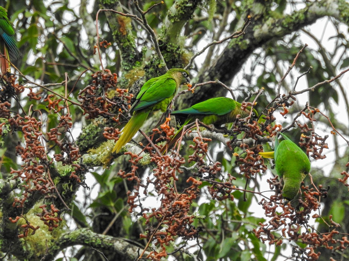 Maroon-bellied Parakeet - ML637820892