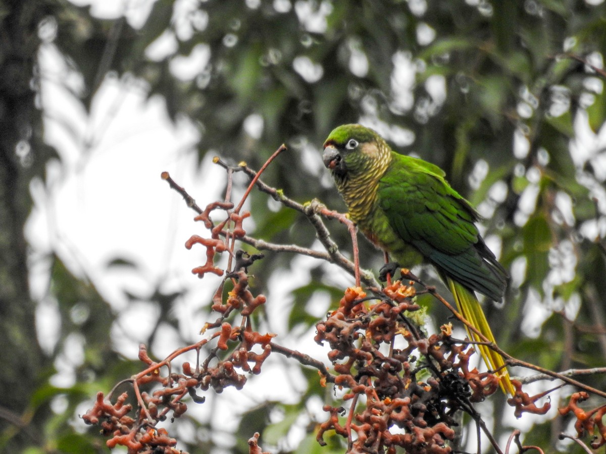 Maroon-bellied Parakeet - ML637820893