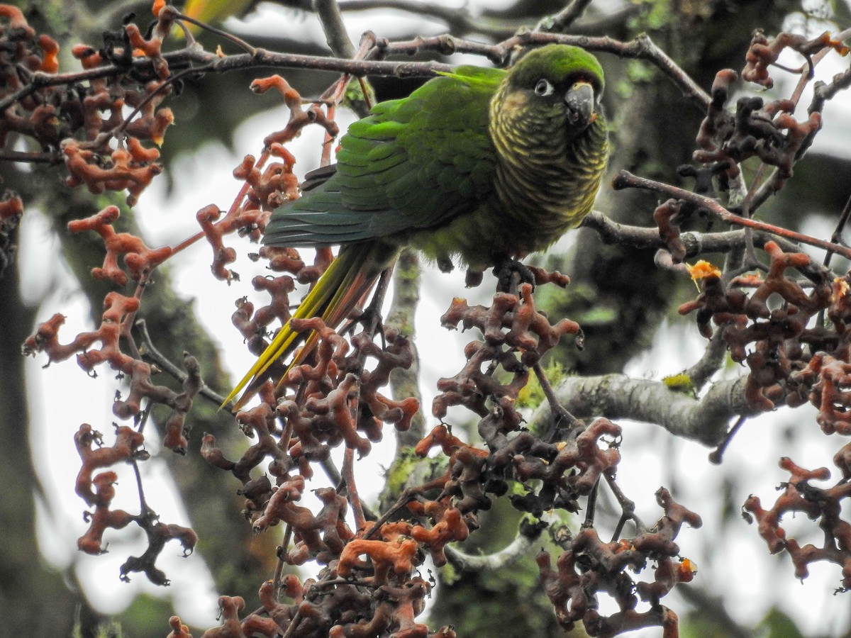Maroon-bellied Parakeet - ML637820894