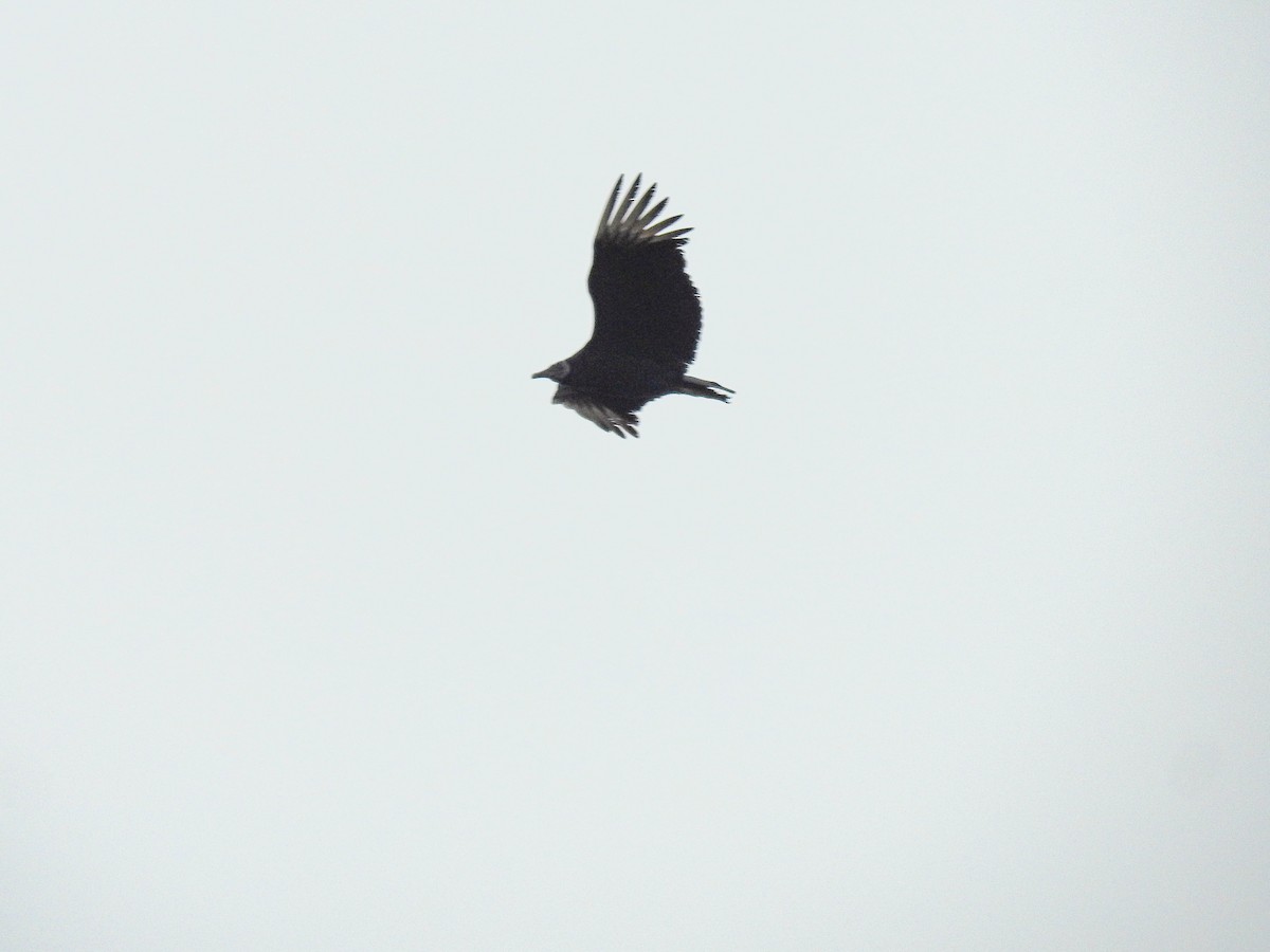 Black Vulture - ML637820896