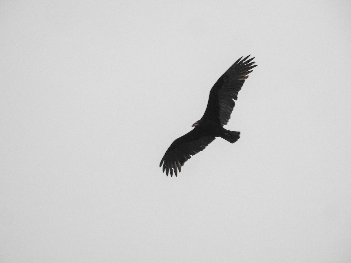 Lesser Yellow-headed Vulture - ML637820899