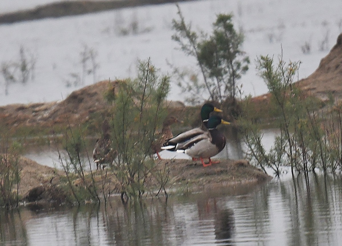 Germano reale - ML637821004