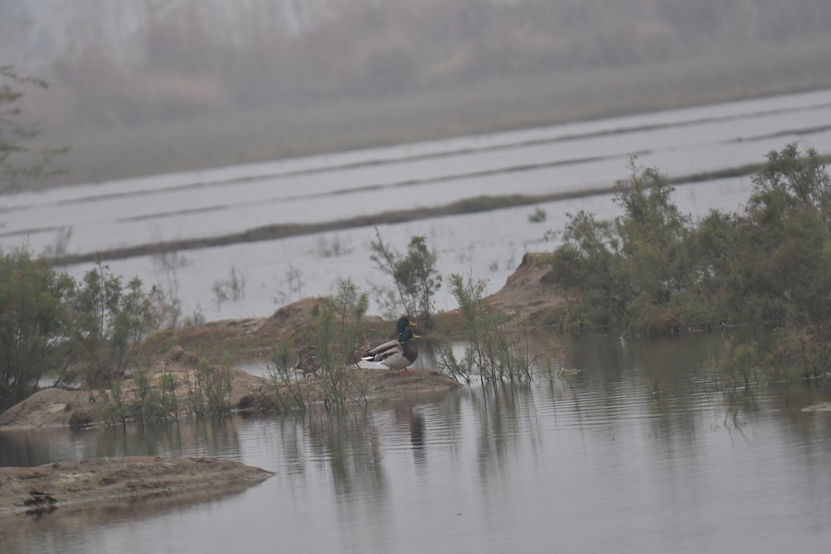 Germano reale - ML637821010