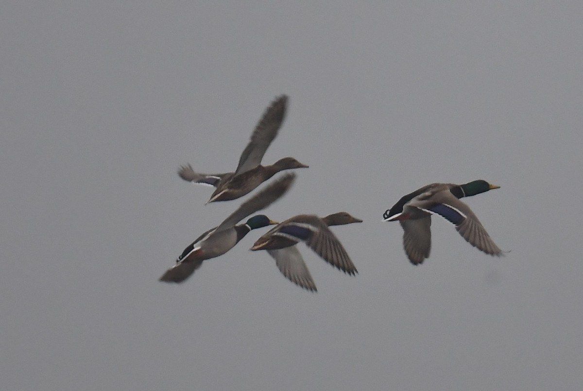 Germano reale - ML637821027