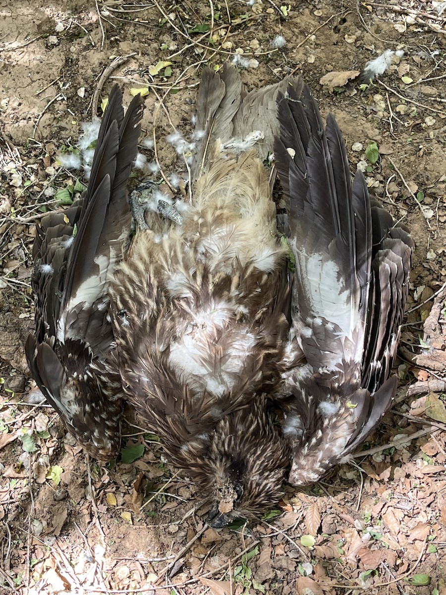 Black Kite (Black-eared) - ML637821176